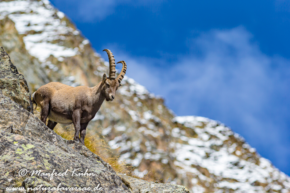 Steinbock (Alpen-)_0013