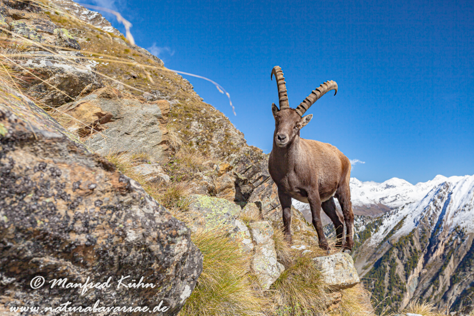 Steinbock (Alpen-)_0014