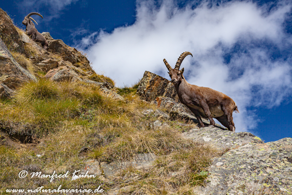 Steinbock (Alpen-)_0017