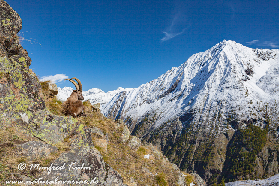 Steinbock (Alpen-)_0018