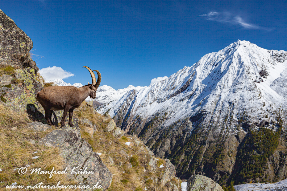 Steinbock (Alpen-)_0020