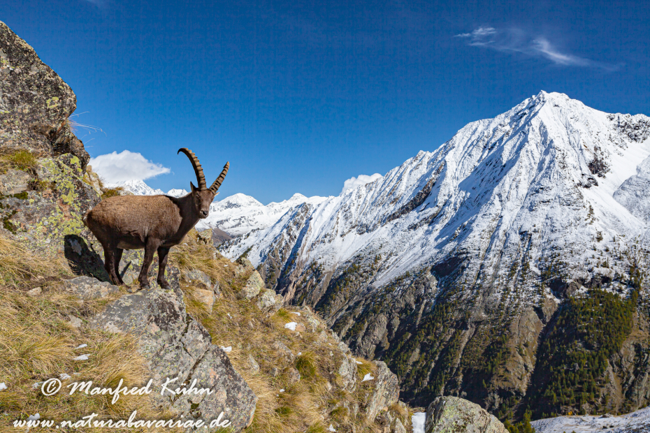 Steinbock (Alpen-)_0021