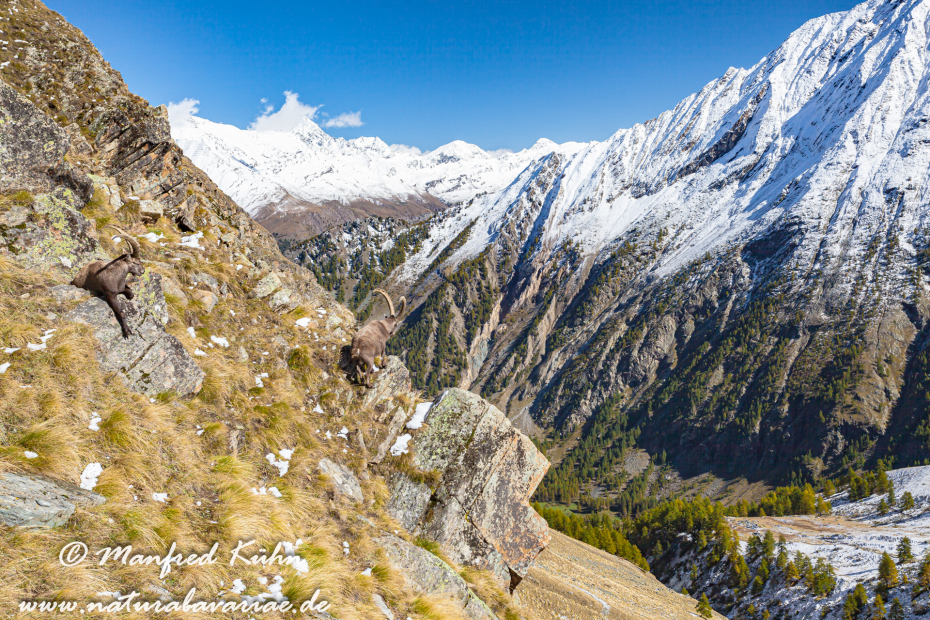 Steinbock (Alpen-)_0022