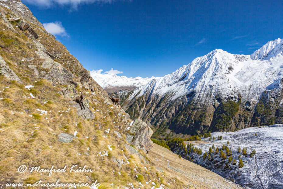 Steinbock (Alpen-)_0023