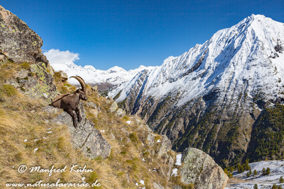 Steinbock (Alpen-)_0026