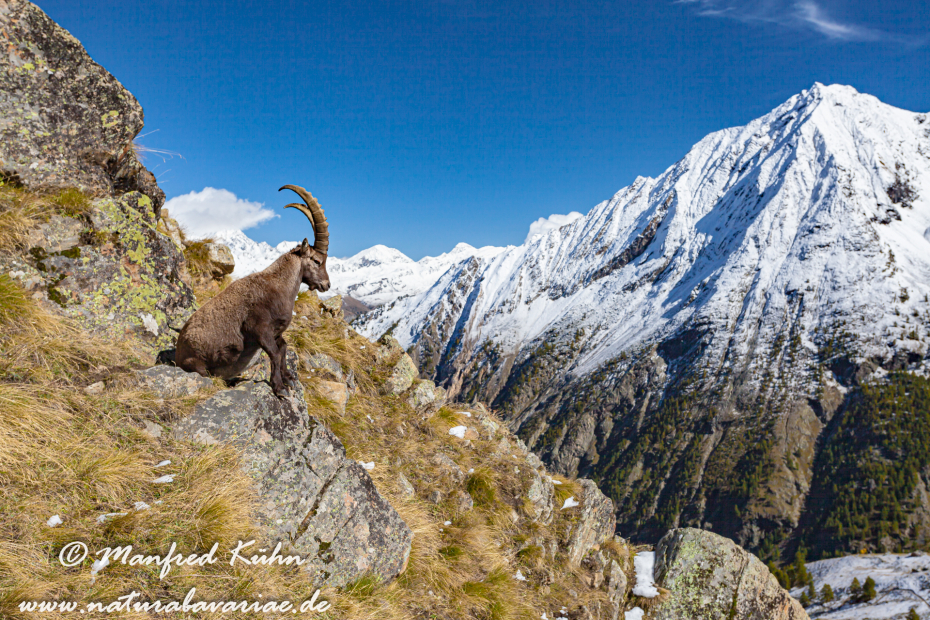 Steinbock (Alpen-)_0027