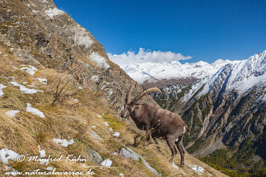 Steinbock (Alpen-)_0028