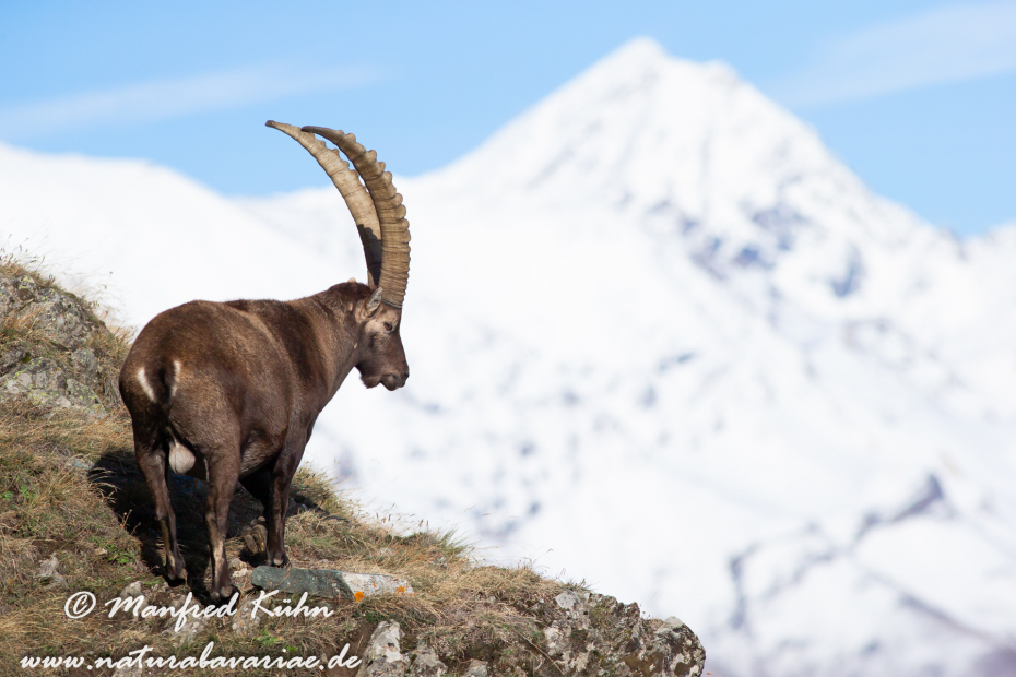 Steinbock (Alpen-)_0040