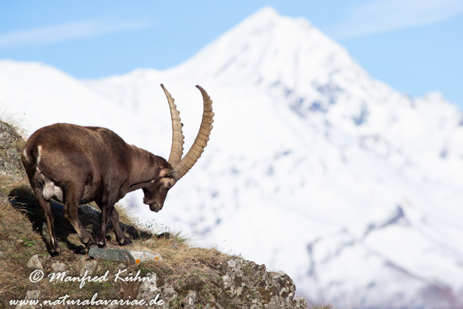 Steinbock (Alpen-)_0042