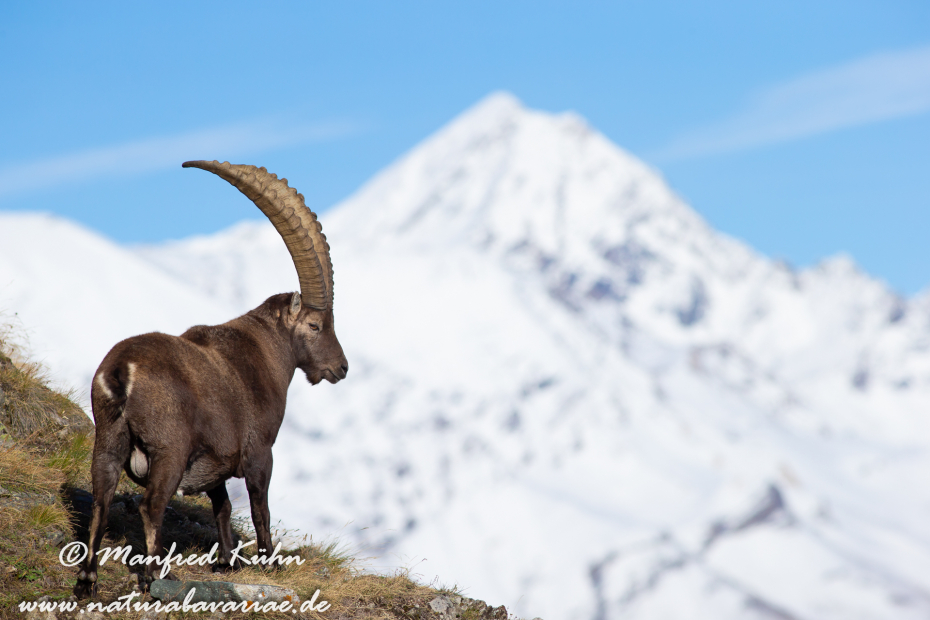 Steinbock (Alpen-)_0046