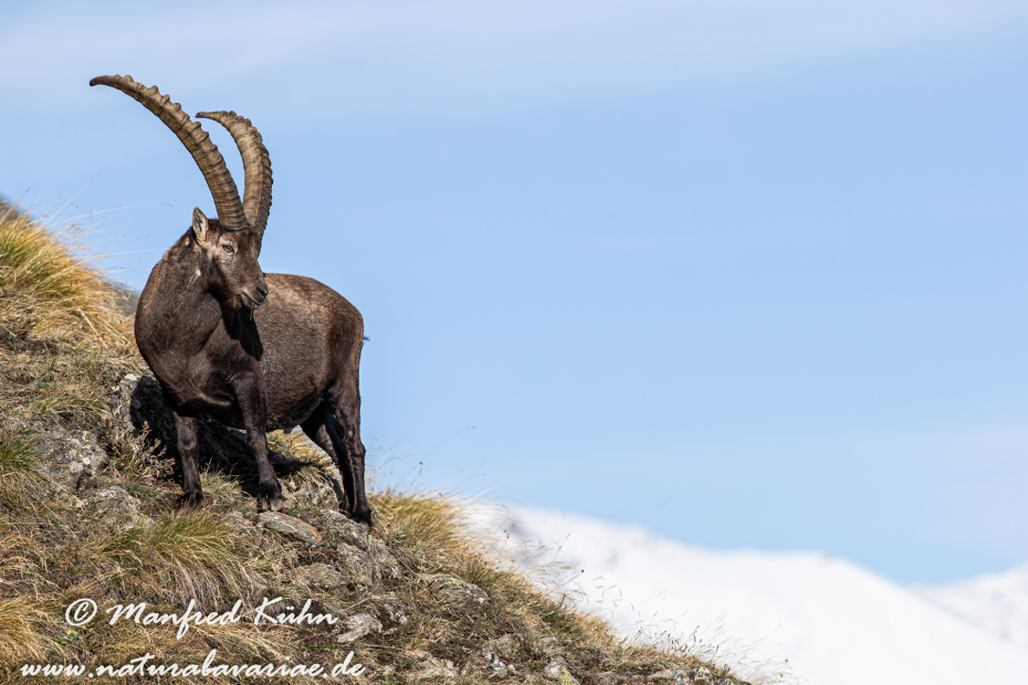 Steinbock (Alpen-)_0048