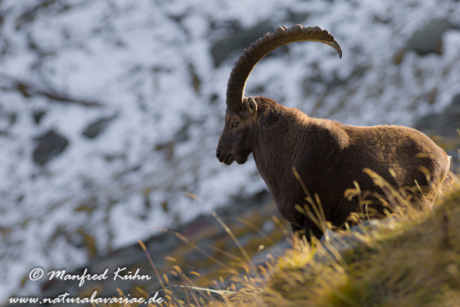 Steinbock (Alpen-)_0052