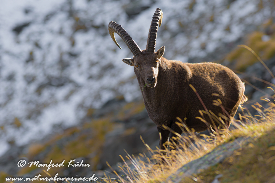 Steinbock (Alpen-)_0053