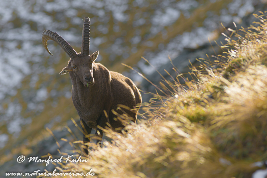 Steinbock (Alpen-)_0056