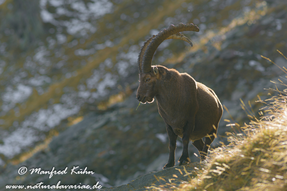 Steinbock (Alpen-)_0059