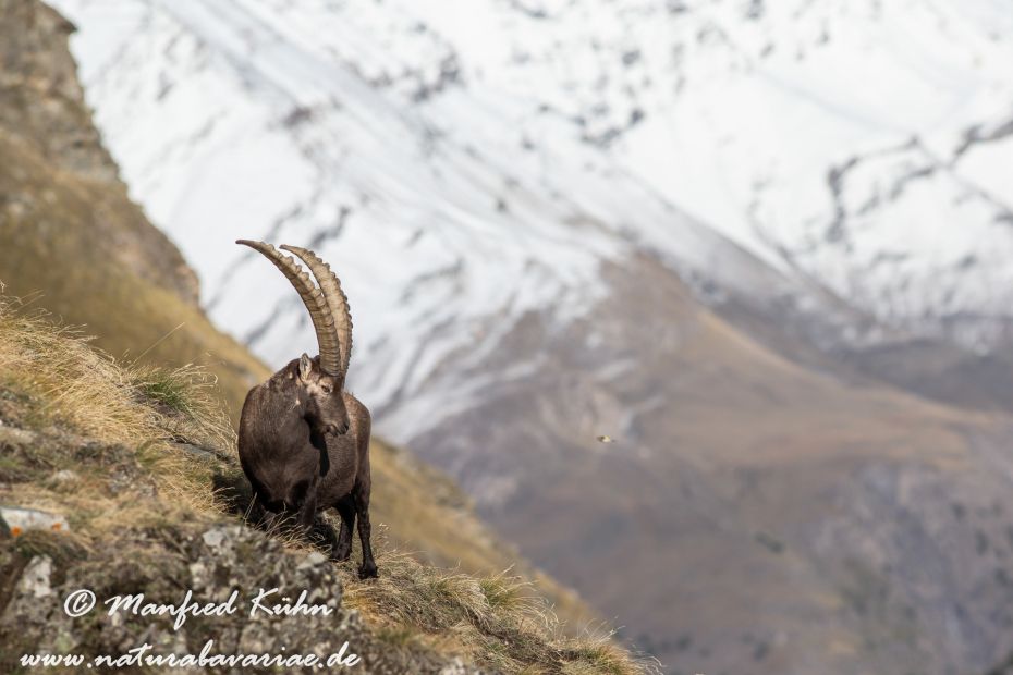 Steinbock (Alpen-)_0066