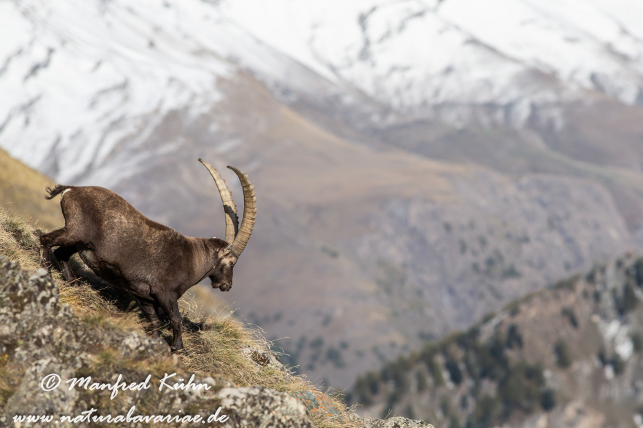 Steinbock (Alpen-)_0067