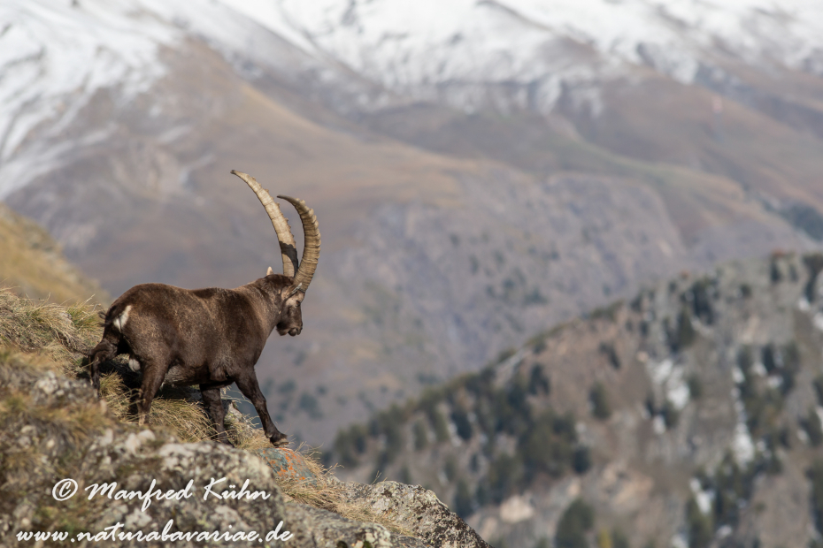 Steinbock (Alpen-)_0069