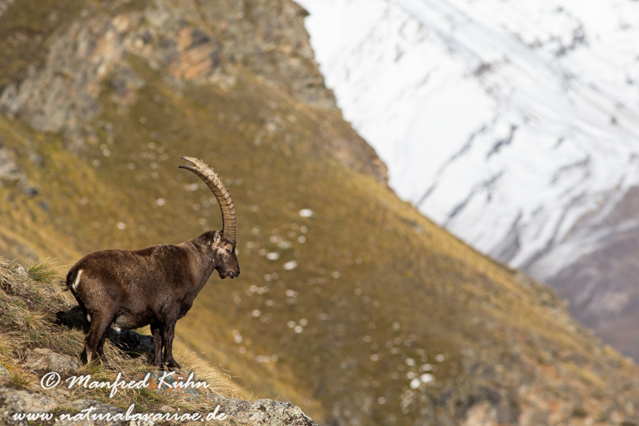 Steinbock (Alpen-)_0070