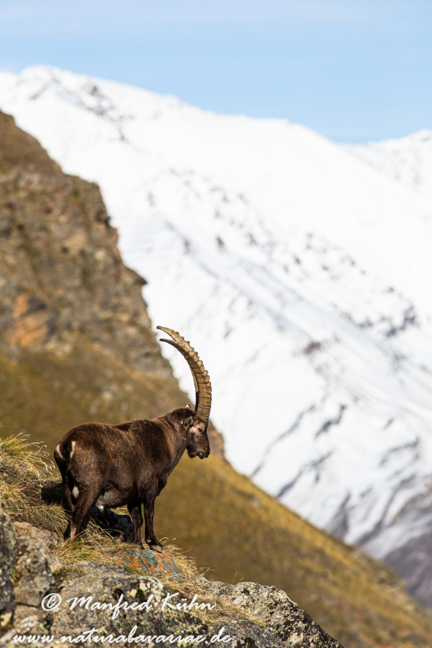 Steinbock (Alpen-)_0071