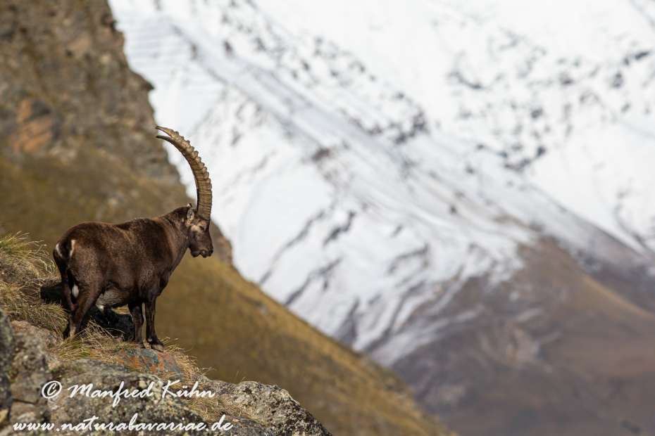 Steinbock (Alpen-)_0072