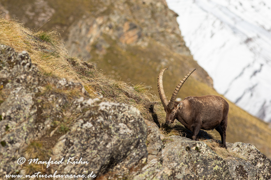 Steinbock (Alpen-)_0074