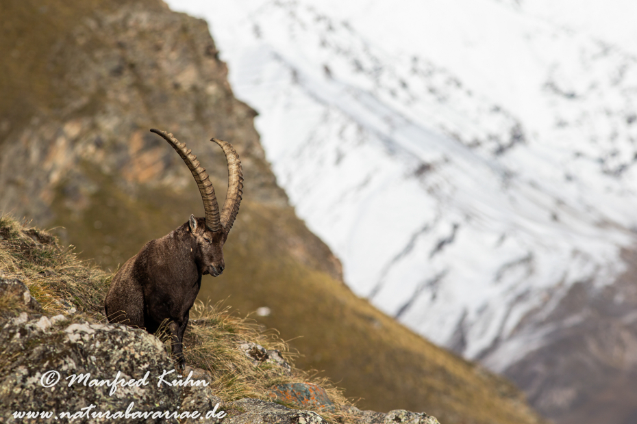 Steinbock (Alpen-)_0075