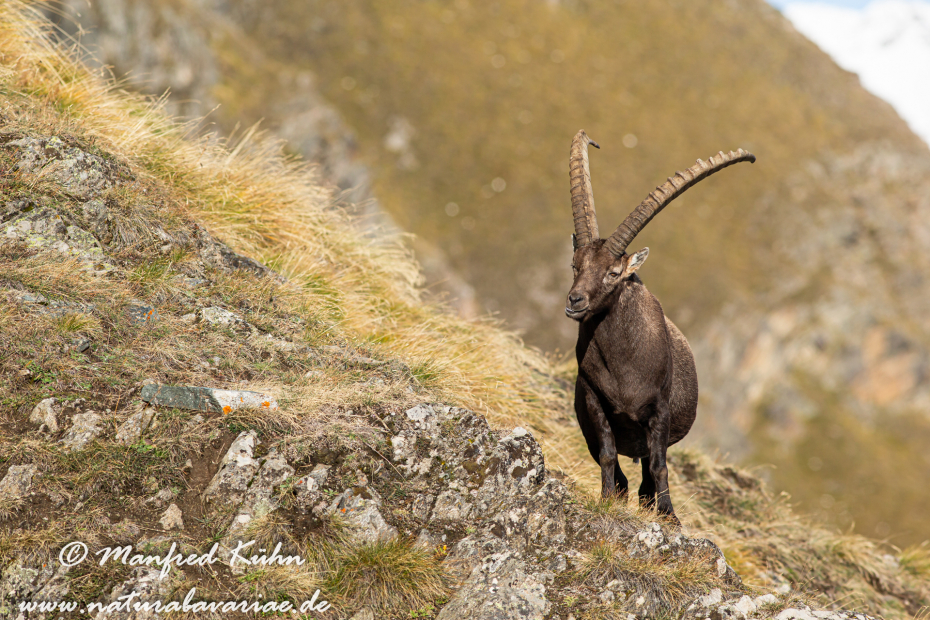 Steinbock (Alpen-)_0077