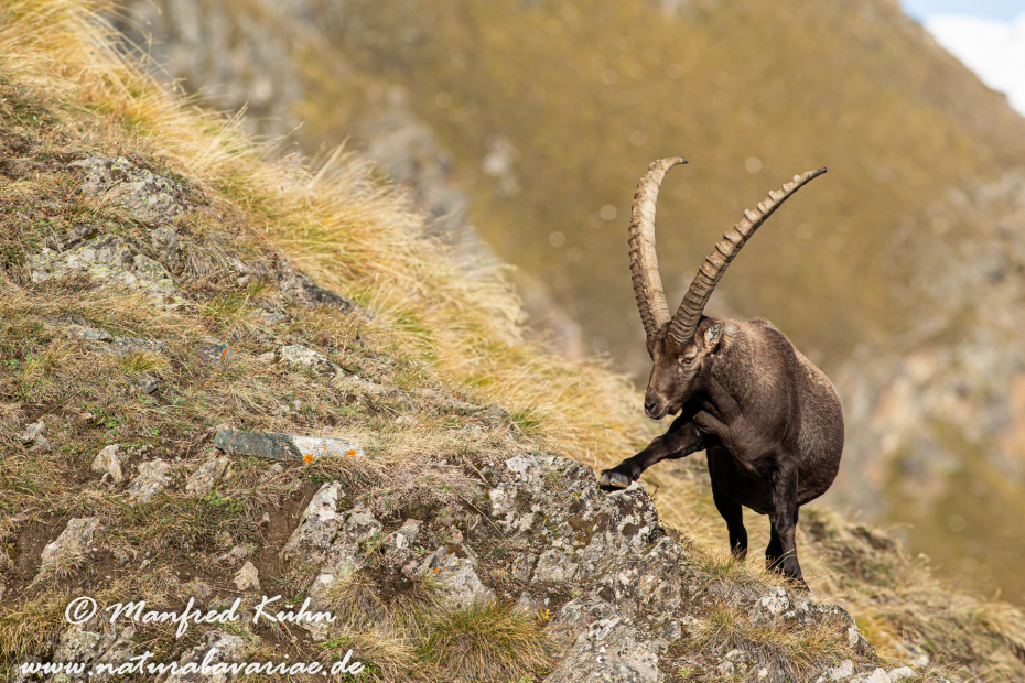 Steinbock (Alpen-)_0081