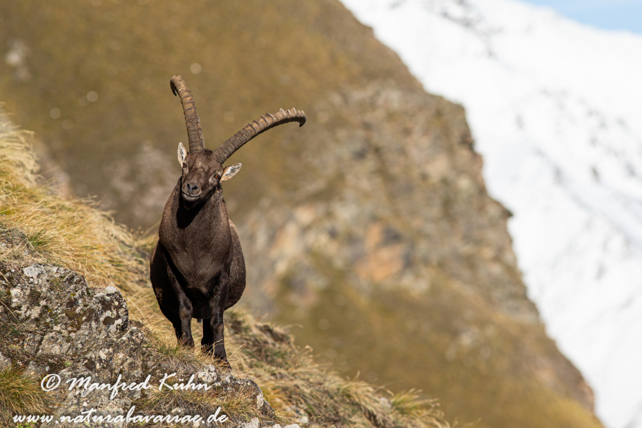 Steinbock (Alpen-)_0083
