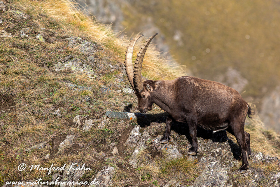 Steinbock (Alpen-)_0086
