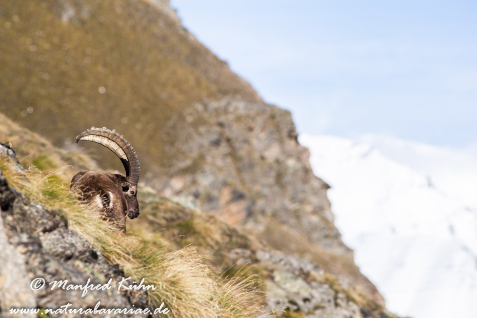 Steinbock (Alpen-)_0088