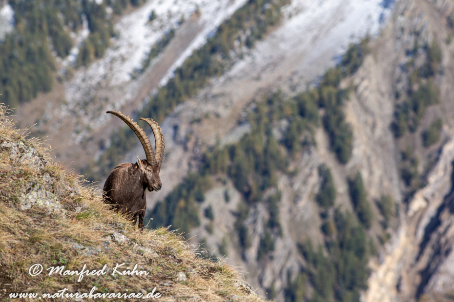 Steinbock (Alpen-)_0091