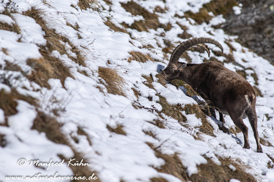 Steinbock (Alpen-)_0093