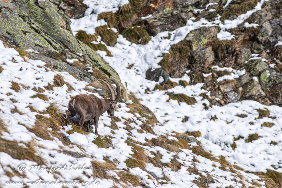 Steinbock (Alpen-)_0097