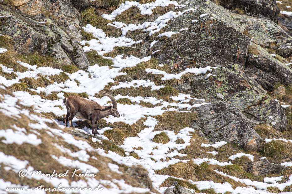 Steinbock (Alpen-)_0098
