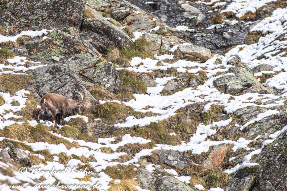 Steinbock (Alpen-)_0099