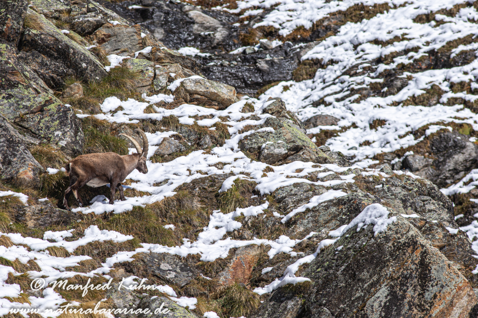 Steinbock (Alpen-)_0101