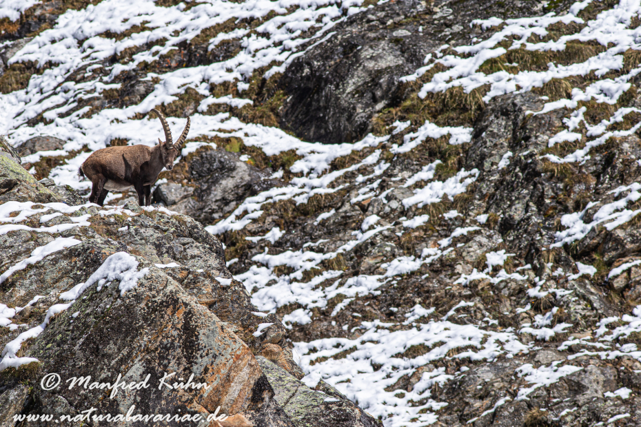 Steinbock (Alpen-)_0103