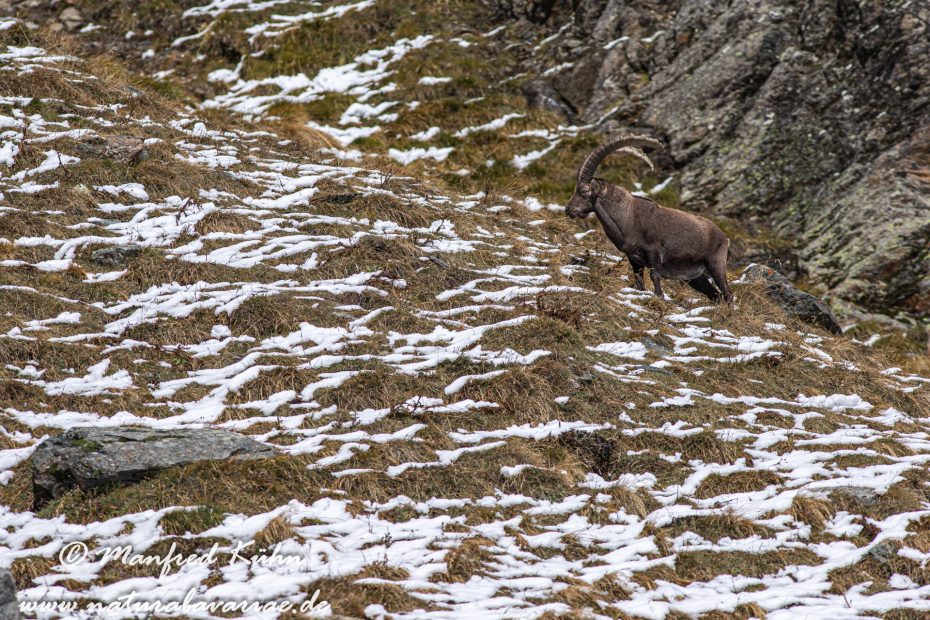 Steinbock (Alpen-)_0106