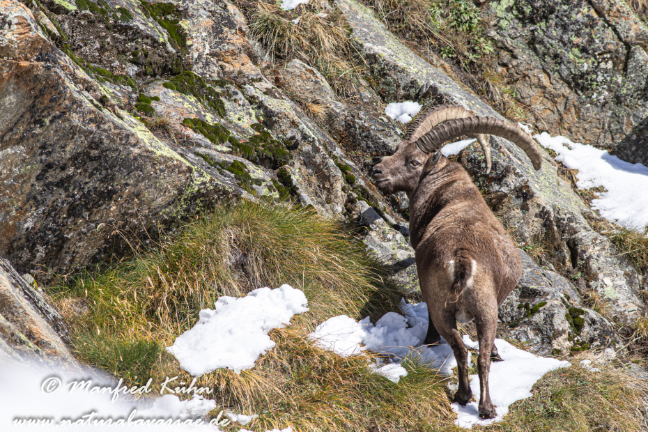 Steinbock (Alpen-)_0107