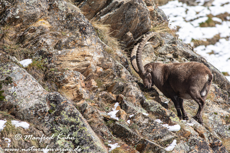 Steinbock (Alpen-)_0109