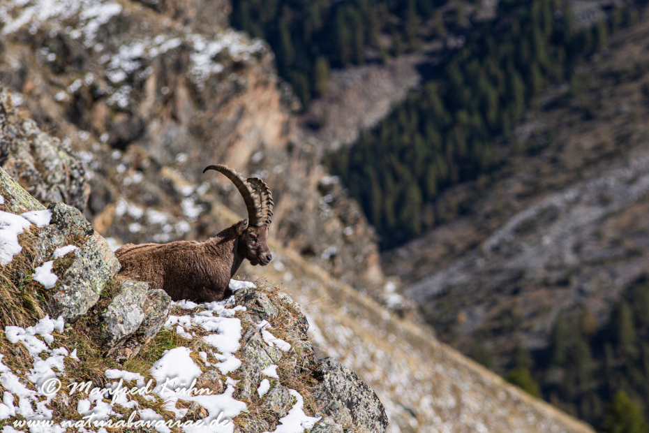 Steinbock (Alpen-)_0115