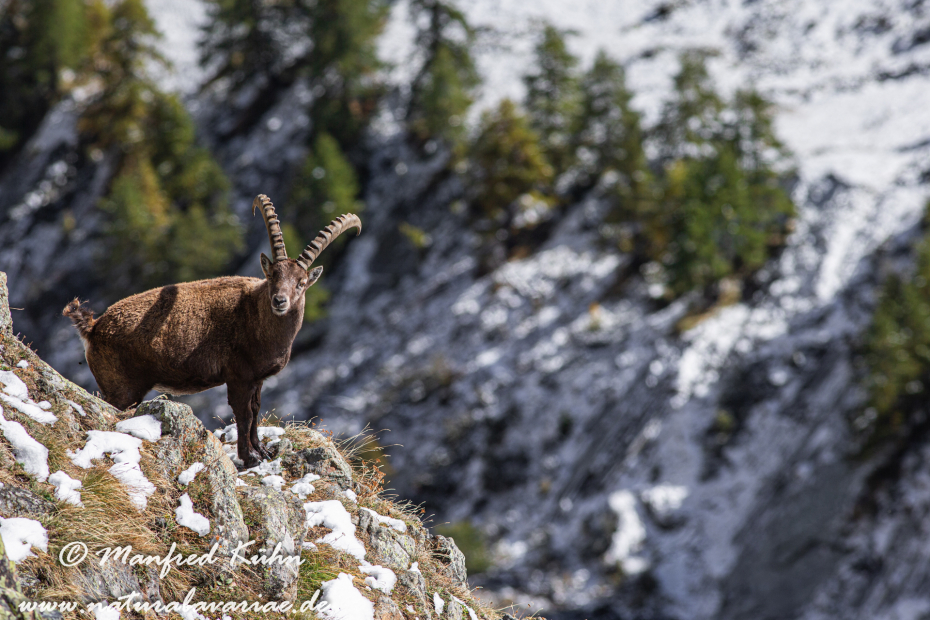 Steinbock (Alpen-)_0119