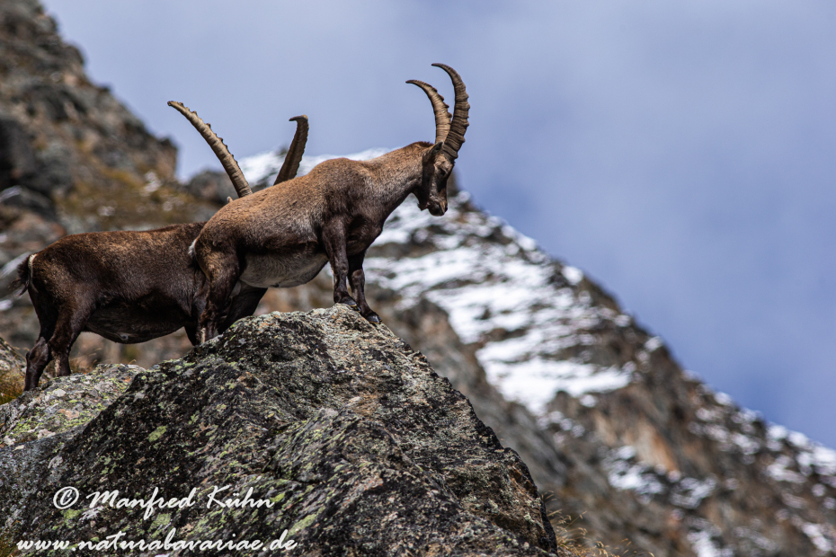 Steinbock (Alpen-)_0120