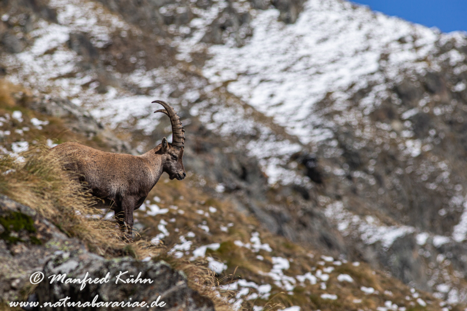 Steinbock (Alpen-)_0121