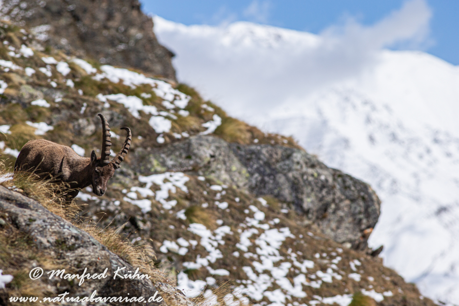 Steinbock (Alpen-)_0123