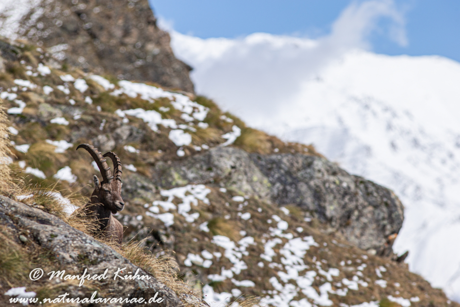Steinbock (Alpen-)_0124