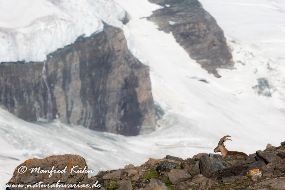 Steinbock (Alpen-)_0126