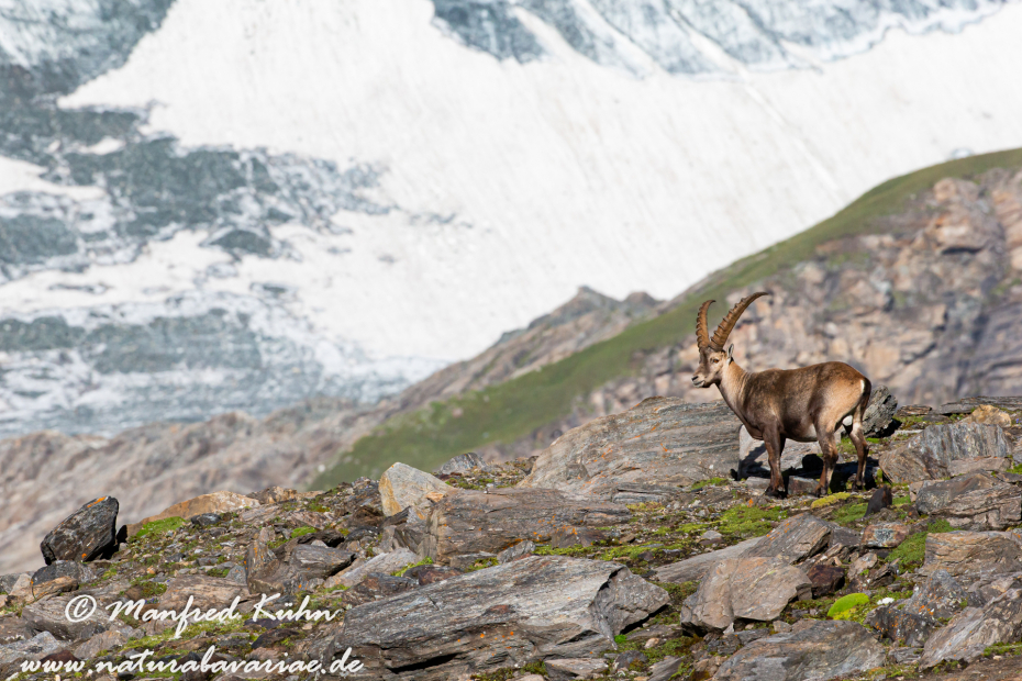 Steinbock (Alpen-)_0129